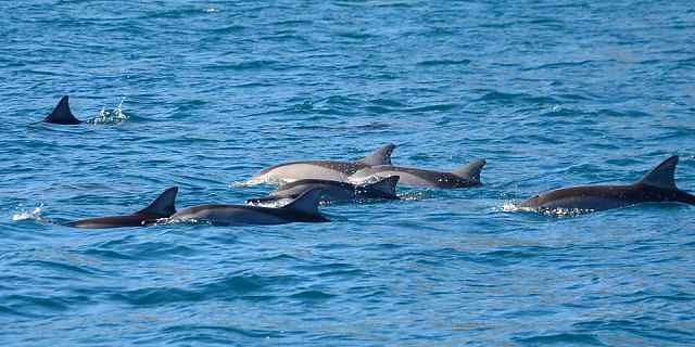 Exclusive speedboat trip with dolphins encounter (5)